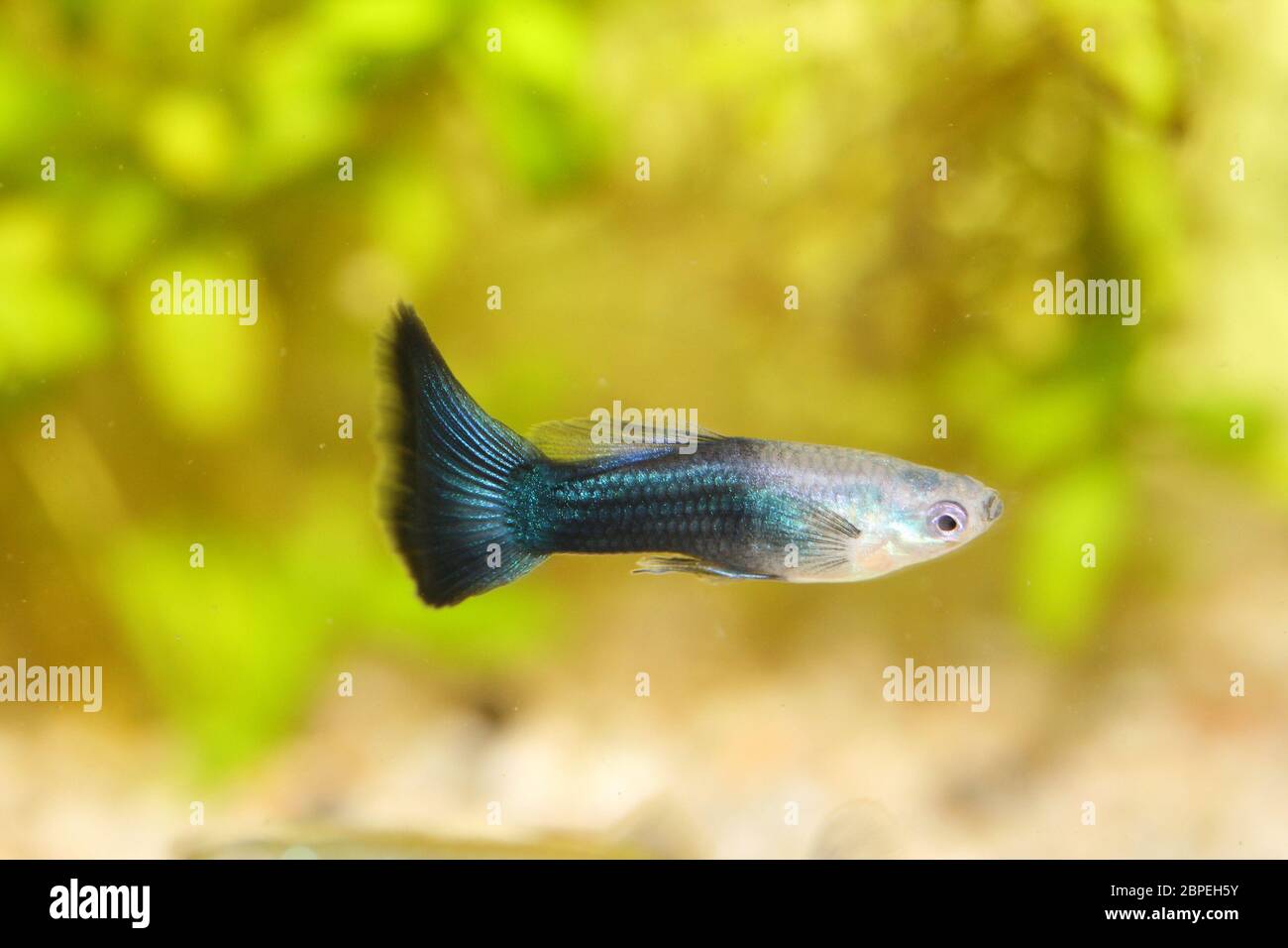 Un maschio guppy (Poecilia reticulata), un popolare acquario di acqua dolce pesce Ein männlicher Guppy, (Poecilia reticulata) ein beliebter Süßwasser-Aquarienfis Foto Stock