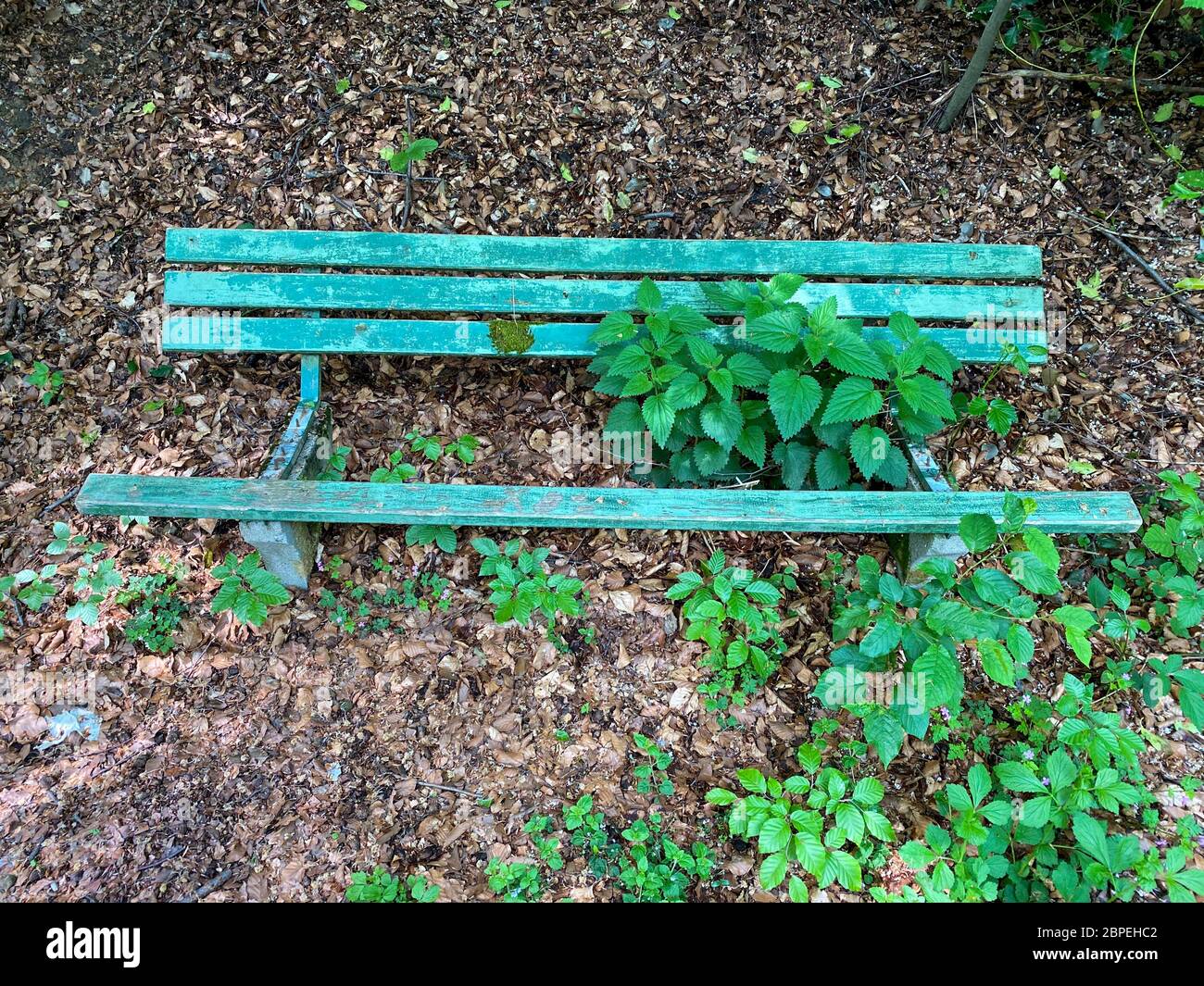 Panca di stazionamento, con spranghe del sedile mancanti. Piante hanno fatto il loro senso attraverso la vecchia panca di legno, Foto Stock