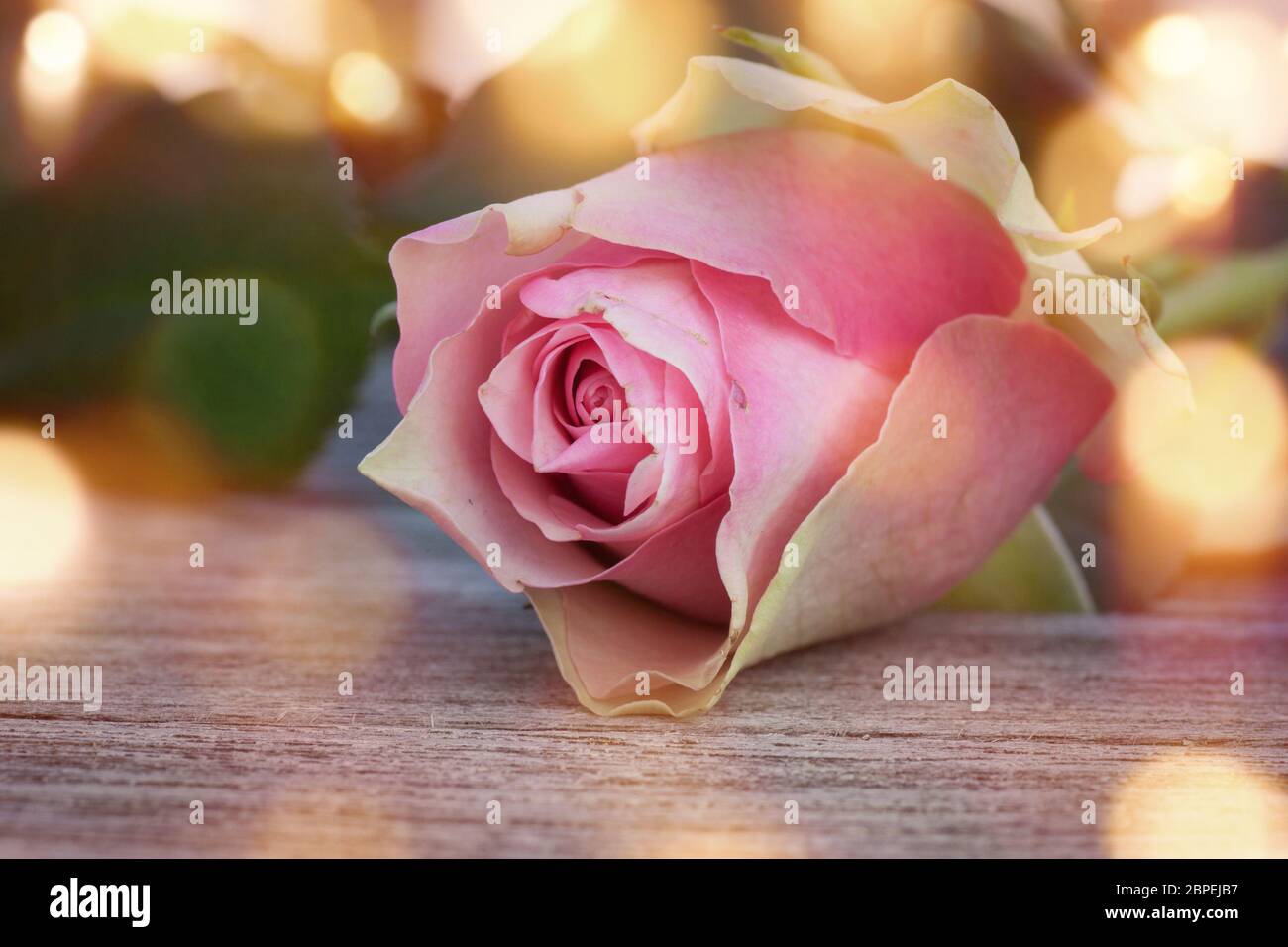 Rosa color pastello per la giornata di San Valentino o di madri di fronte ad uno sfondo astratto con bokeh dorato Foto Stock