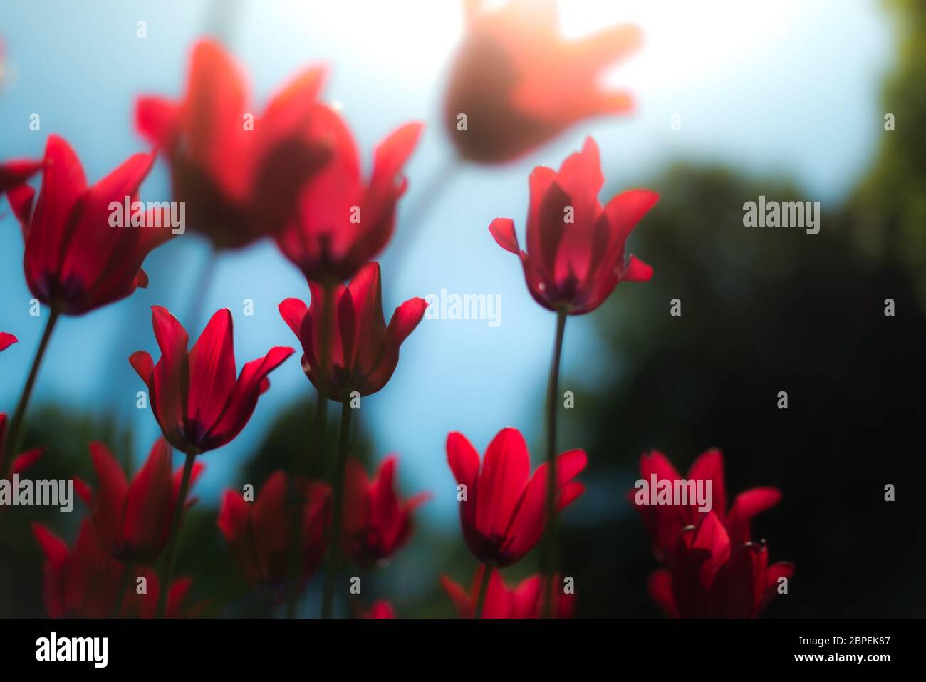Un sacco di colore rosso brillante tulipani cresce in estate campo verde. Fiori ondeggianti dal vento. Bellissimi colori sulla sera in primavera. Foto Stock