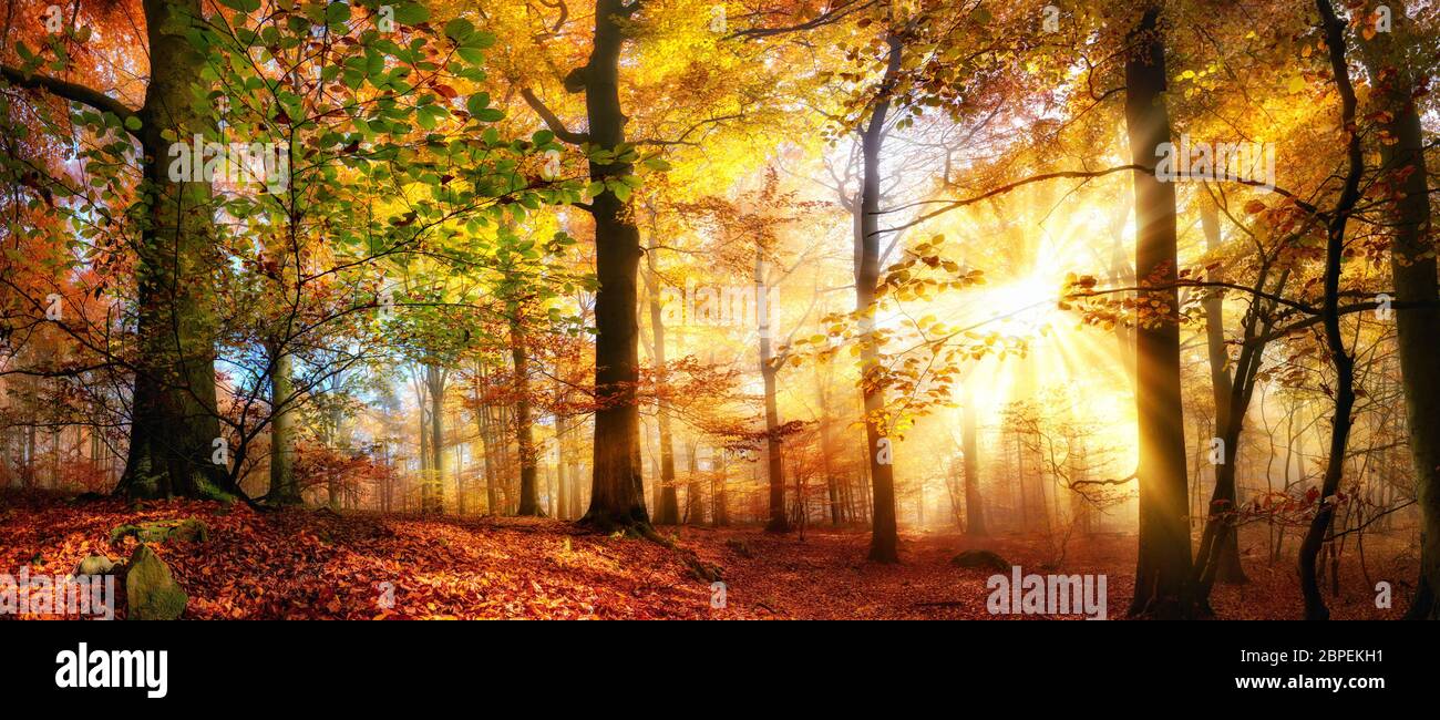 Raggi di luce solare in oro in una nebbiosa foresta con colori caldi e sgargianti in autunno Foto Stock