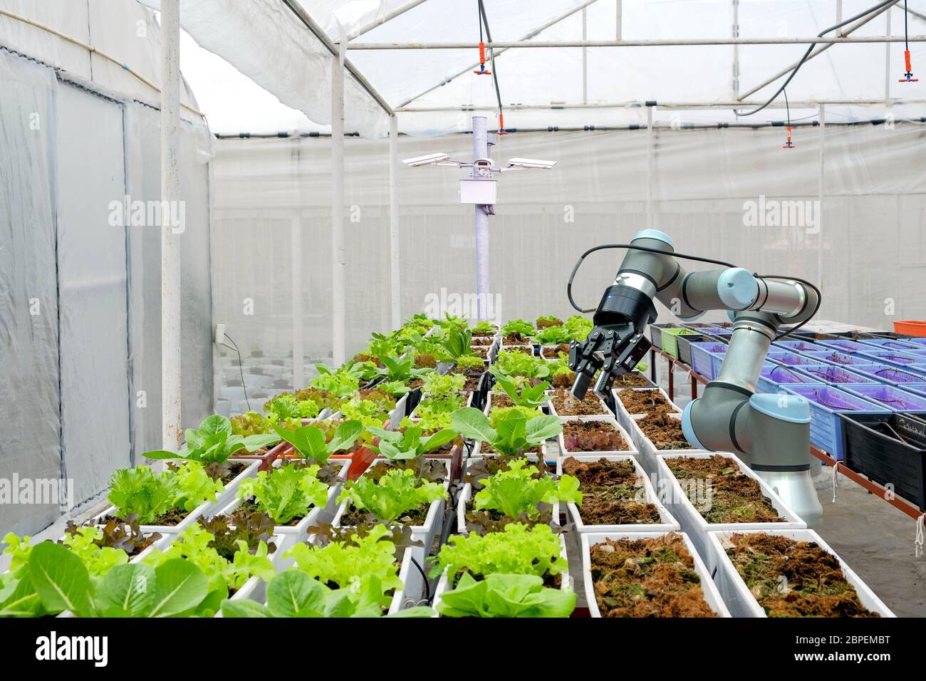 La moderna casa colonica biologica adotta la tecnologia dell'industria robotica per essere utilizzata in appezzamenti vegetali per lavorare e installare telecamere TVCC per monitor Foto Stock