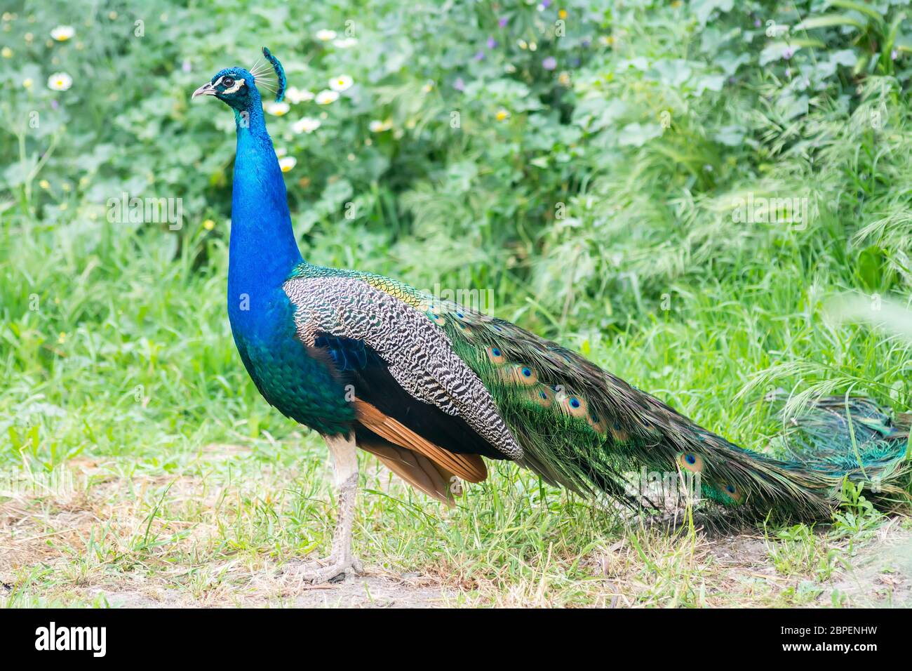 Peacock maschio nel campo (Indiano peafowl, peafowl blu o Pavo cristatus) Foto Stock