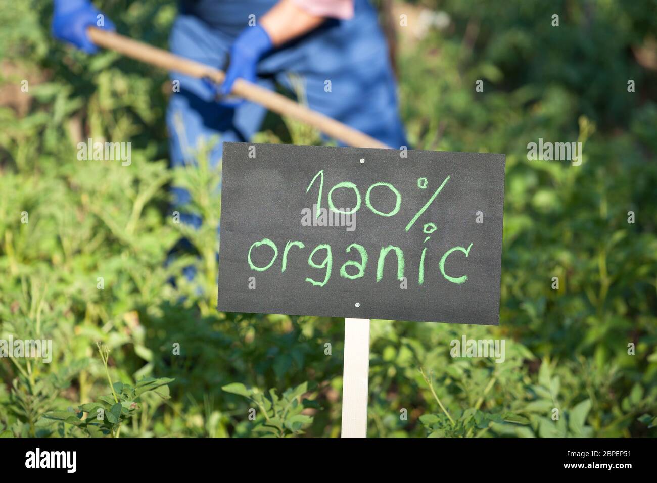 Agricoltore lavora nei vegetali non geneticamente modificati garden Foto Stock