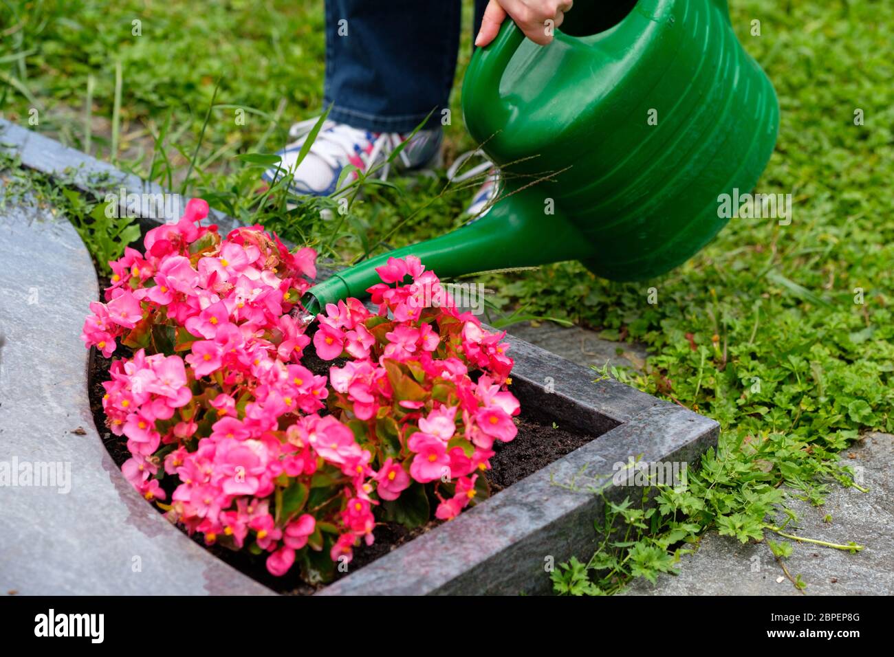Frau gießt mit einer Gießkanne Blumen am Grab auf einem Friedhof Foto Stock