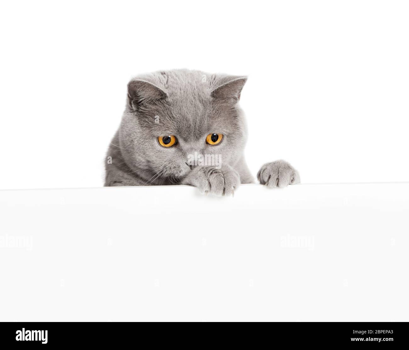 Eine graue britisch Kurzhaar Katze schaut über einen weissen Vordergrund ohne Testo, freigestellt Foto Stock