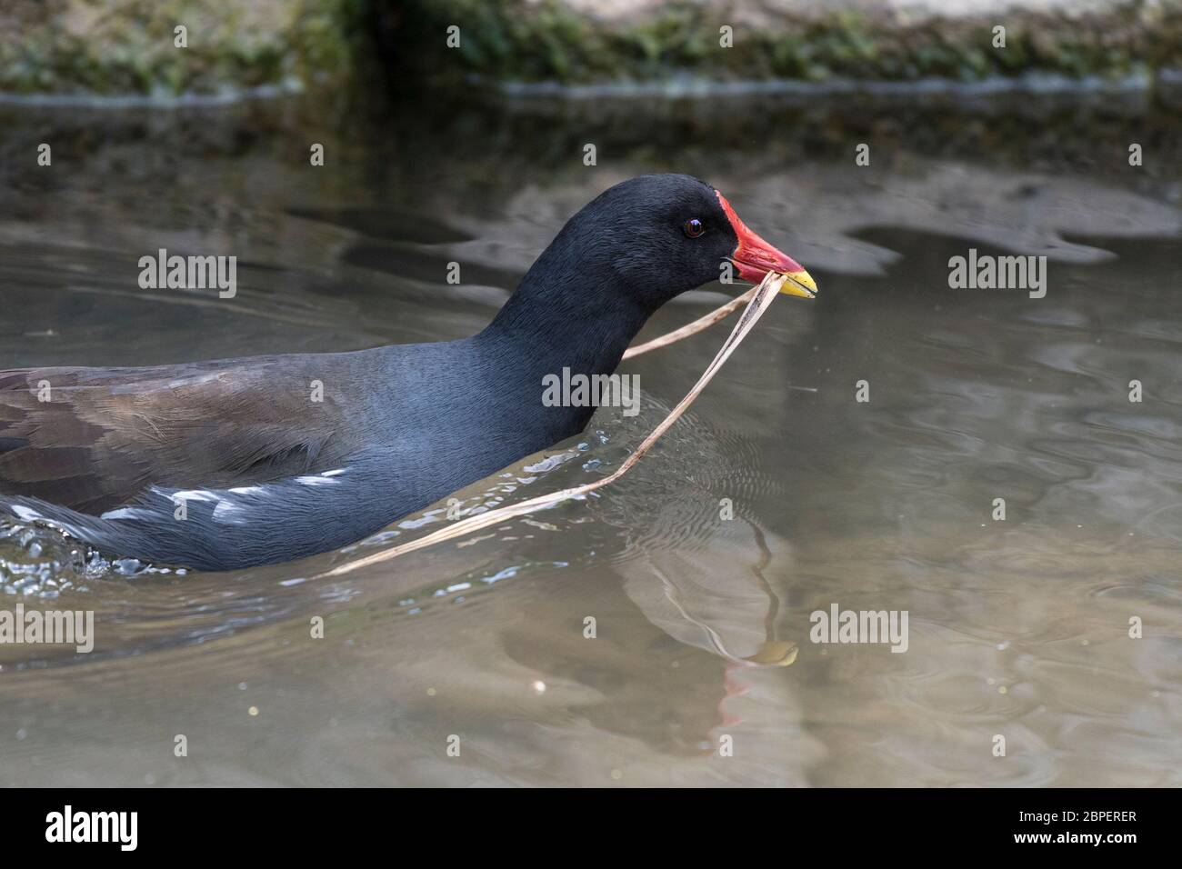 Un Moorhen Gallinula cloropus raccogliere materiale per la costruzione di nido sul lago di Trenance Boating in Trenance Gardens a Newquay in Cornovaglia. Foto Stock