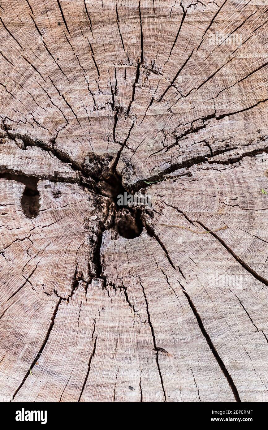 Gli anelli concentrici di età di un tronco di cedro segato. Foto Stock