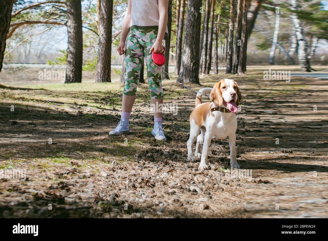 I giovani animali di razze di cani beagle passeggiate nel parco all'aperto. La ragazza cammina con cautela il cucciolo al guinzaglio, gioca e treni con lui Foto Stock