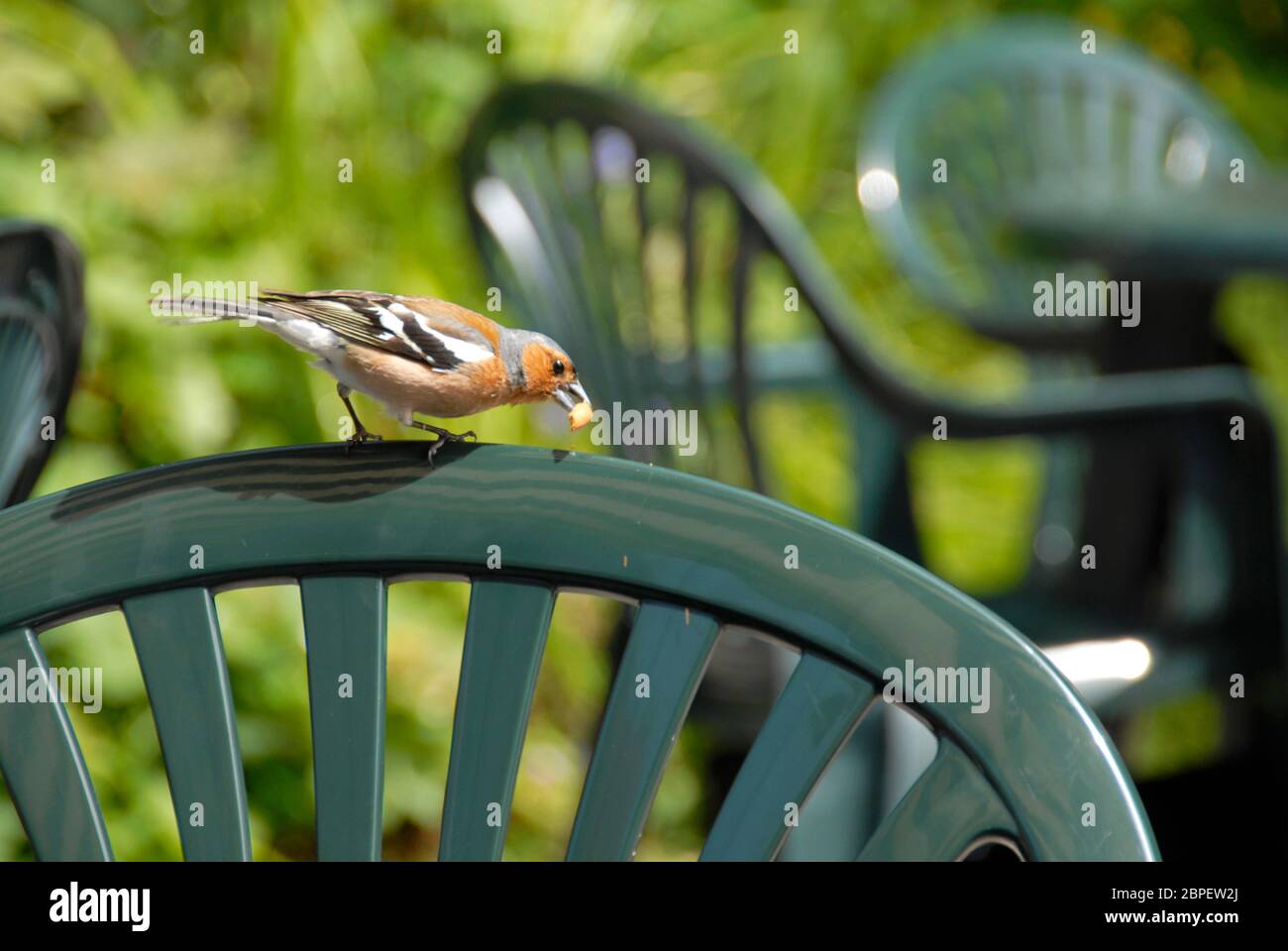 Maschio chaffinch trovare cibo sul retro di un sedile da giardino in plastica Foto Stock