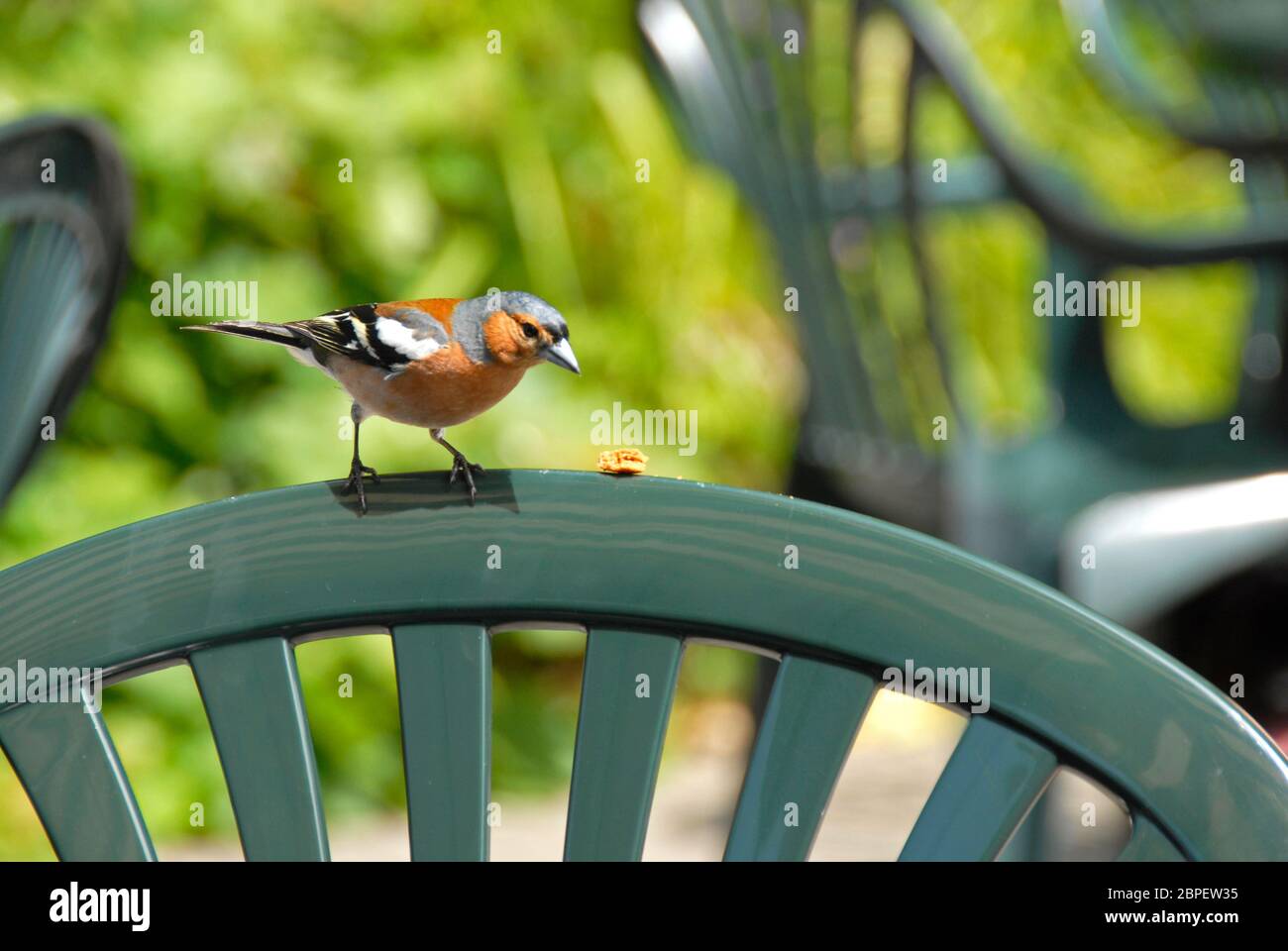 Maschio chaffinch trovare cibo sul retro di un sedile da giardino in plastica Foto Stock