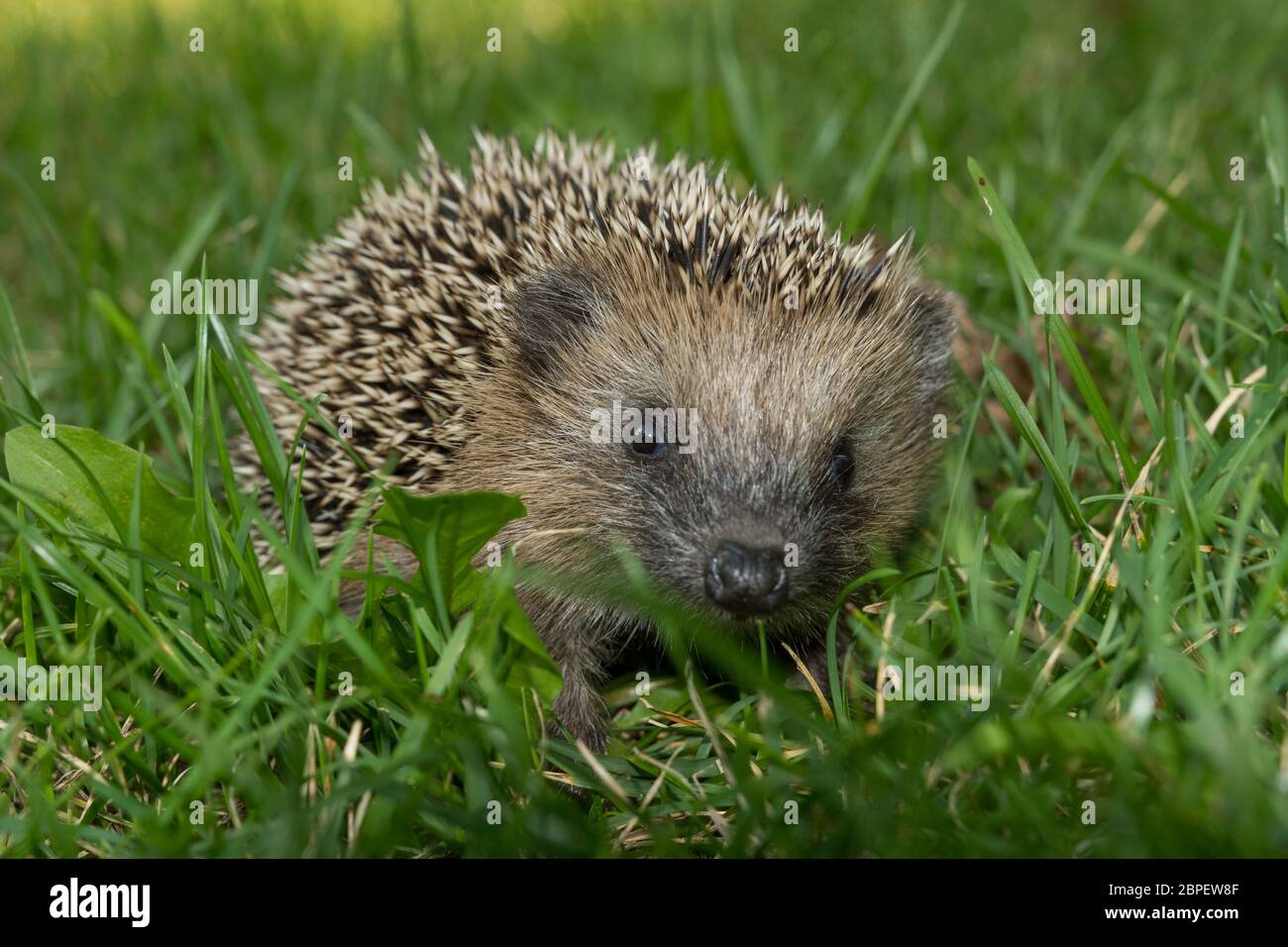 Junger Igel herbstlichen im Garten Foto Stock