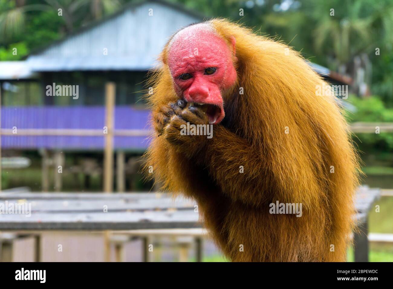 Vista ingrandita di un Calvo scimmia Uakari mangiare vicino a Iquitos, Perù Foto Stock