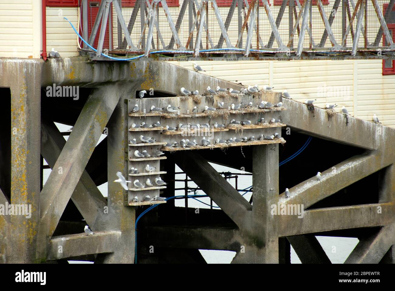 Molti gabbiani arroccati su scaffali appositamente costucted sotto Mumbles molo, Galles Foto Stock