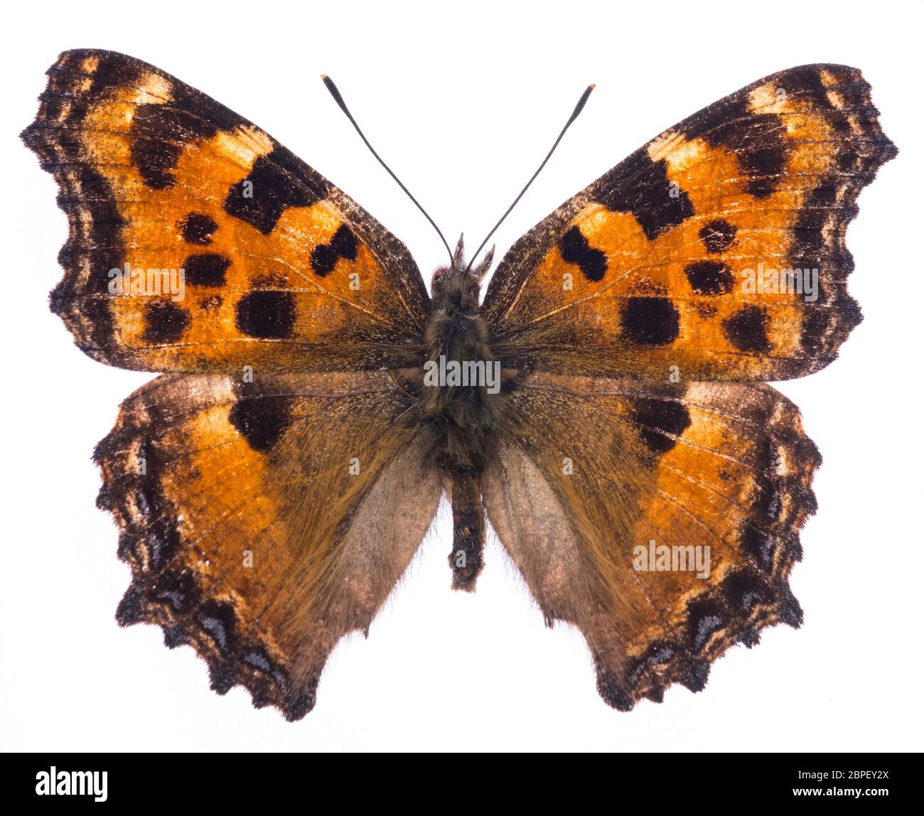 Grande tartaruga butterfly (Nymphalis polychloros) isolato su sfondo bianco Foto Stock