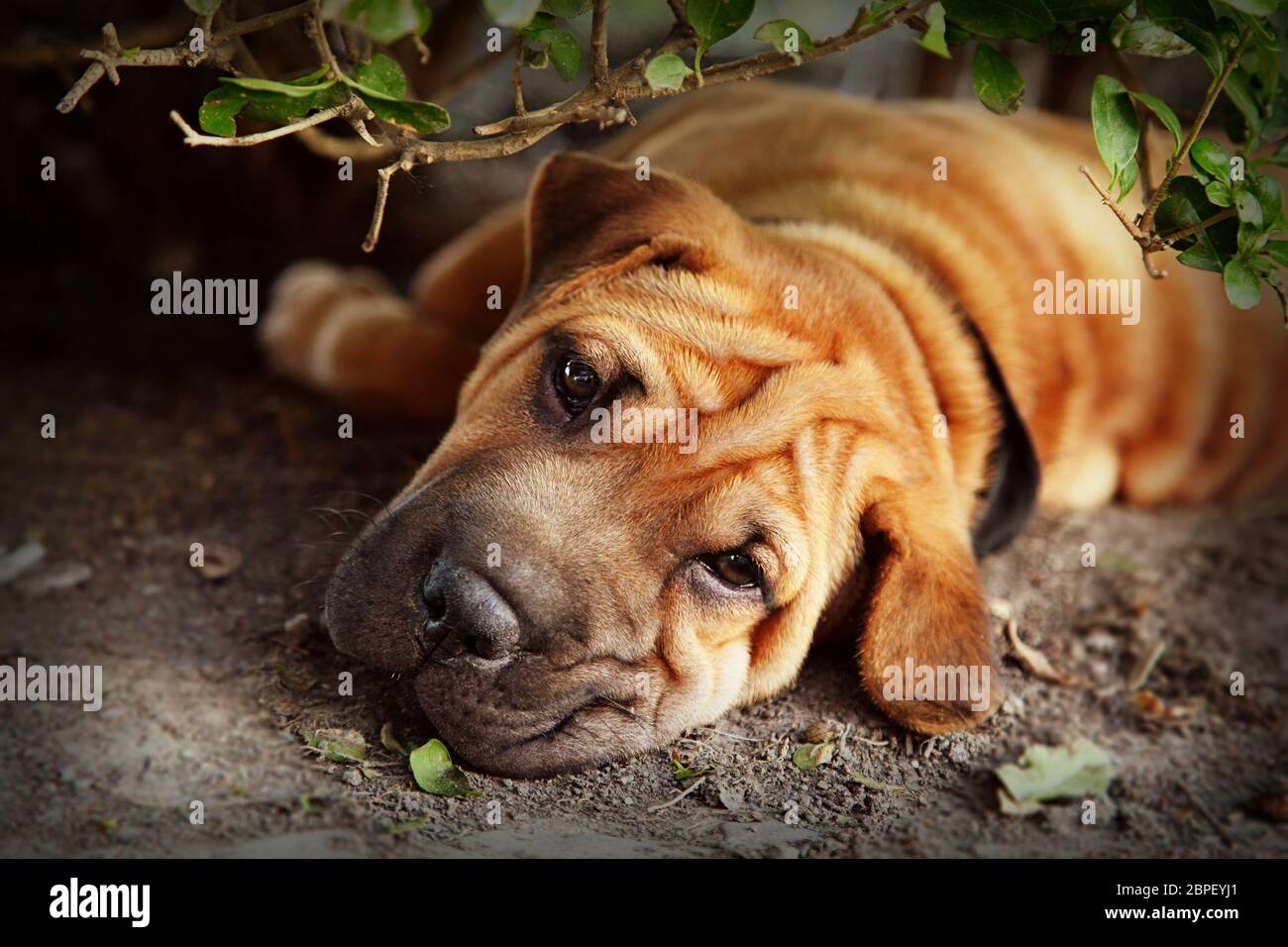 Fuori dal sole, uno Shar pei cerca di riposare all'ombra di una siepe. Elaborazione stile retro. Foto Stock