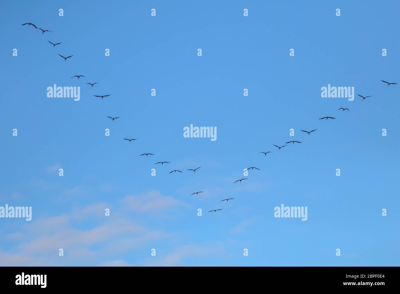 Stormo di uccelli migratori volare nel cielo blu. Migrazione di gru e battenti a forma di V di formazione. Gru migrare dalla Lettonia a sud in autunno mare Foto Stock