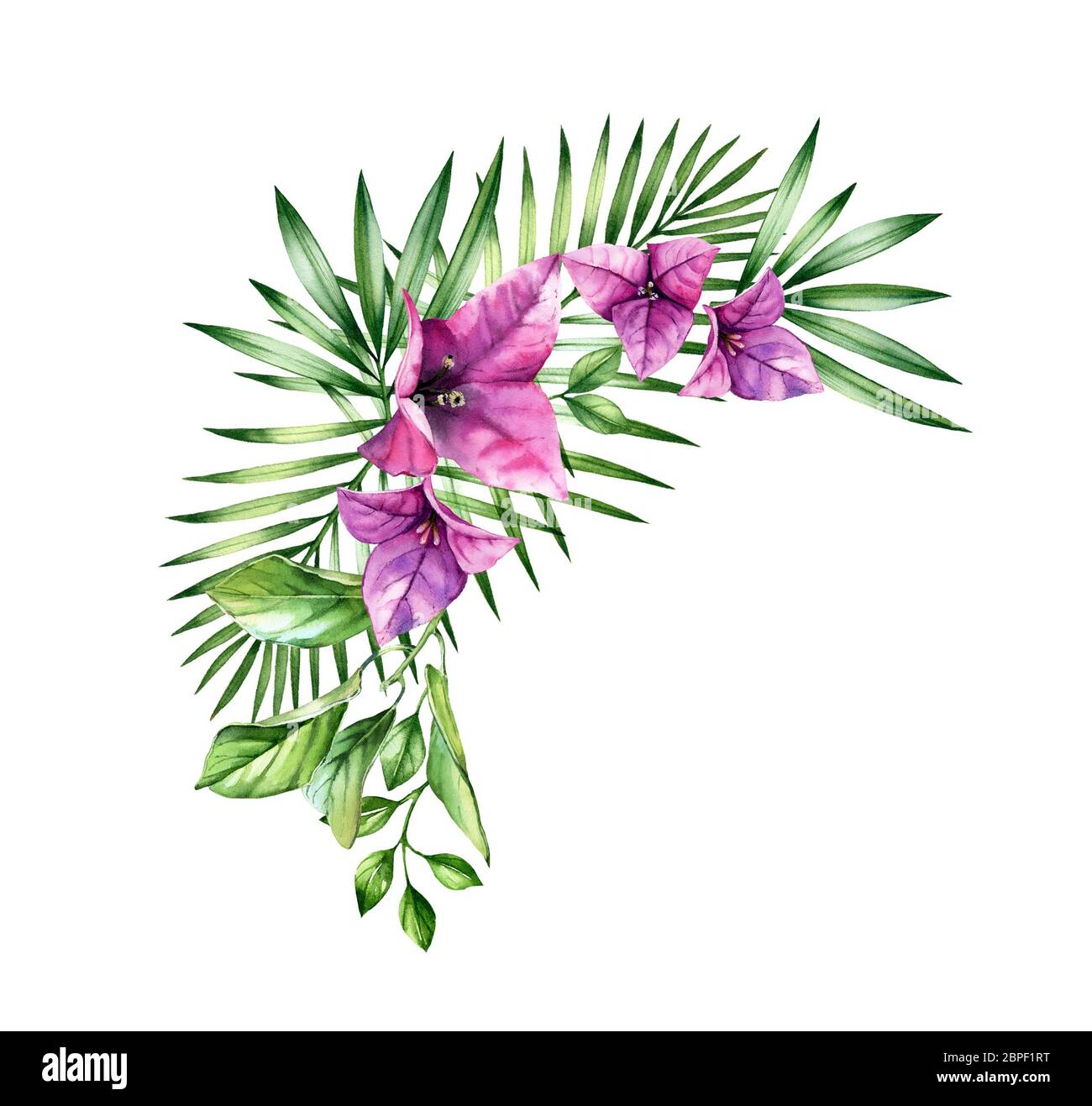 Disposizione tropicale acquerello. Fiori rosa bouganvillea, palme e foglie di agrumi. Sfondo floreale dipinto a mano. Illustrazioni botaniche isolate Foto Stock