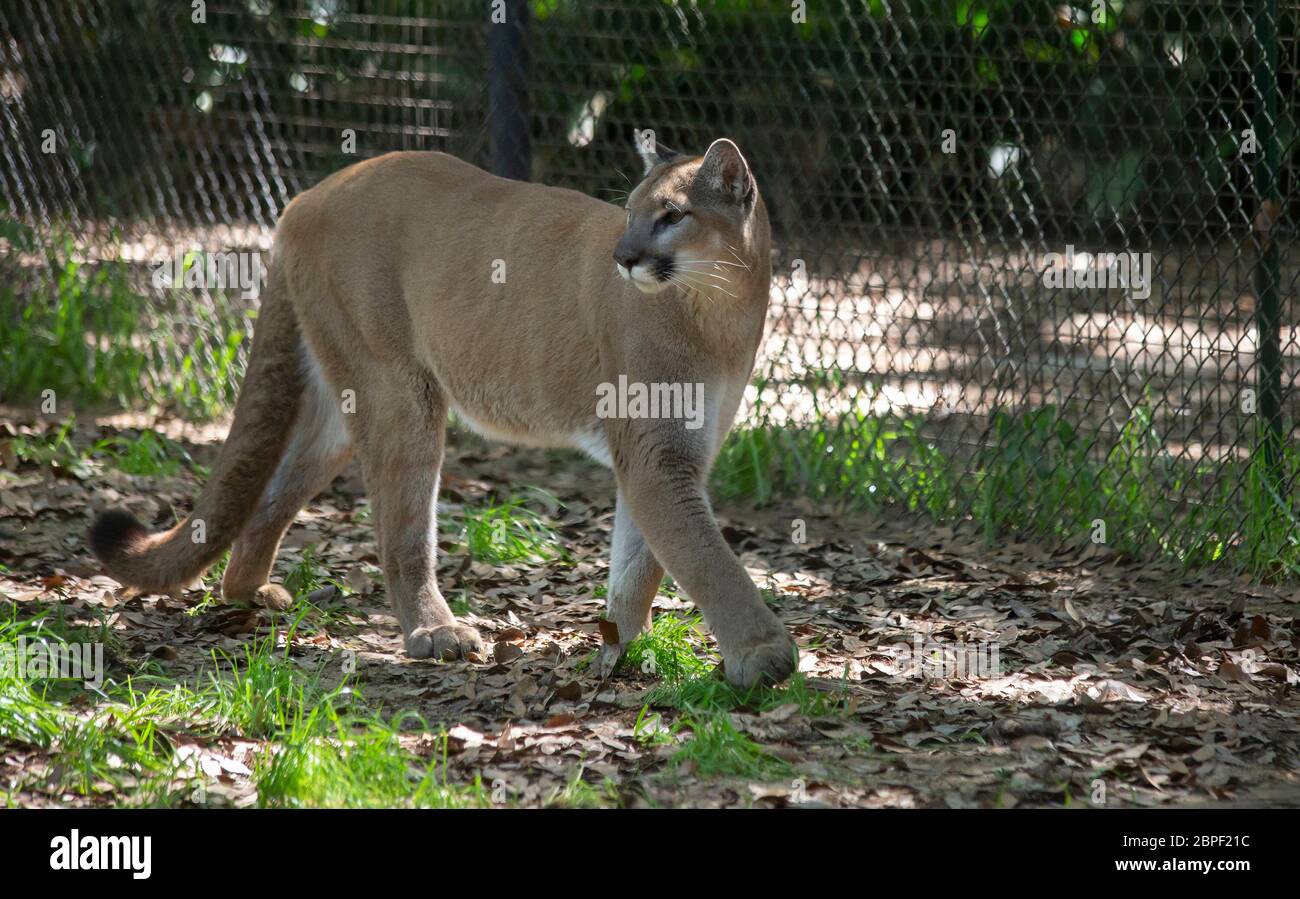 Mountain lion (Puma concolor) la stimolazione all'interno di un recinto Foto Stock
