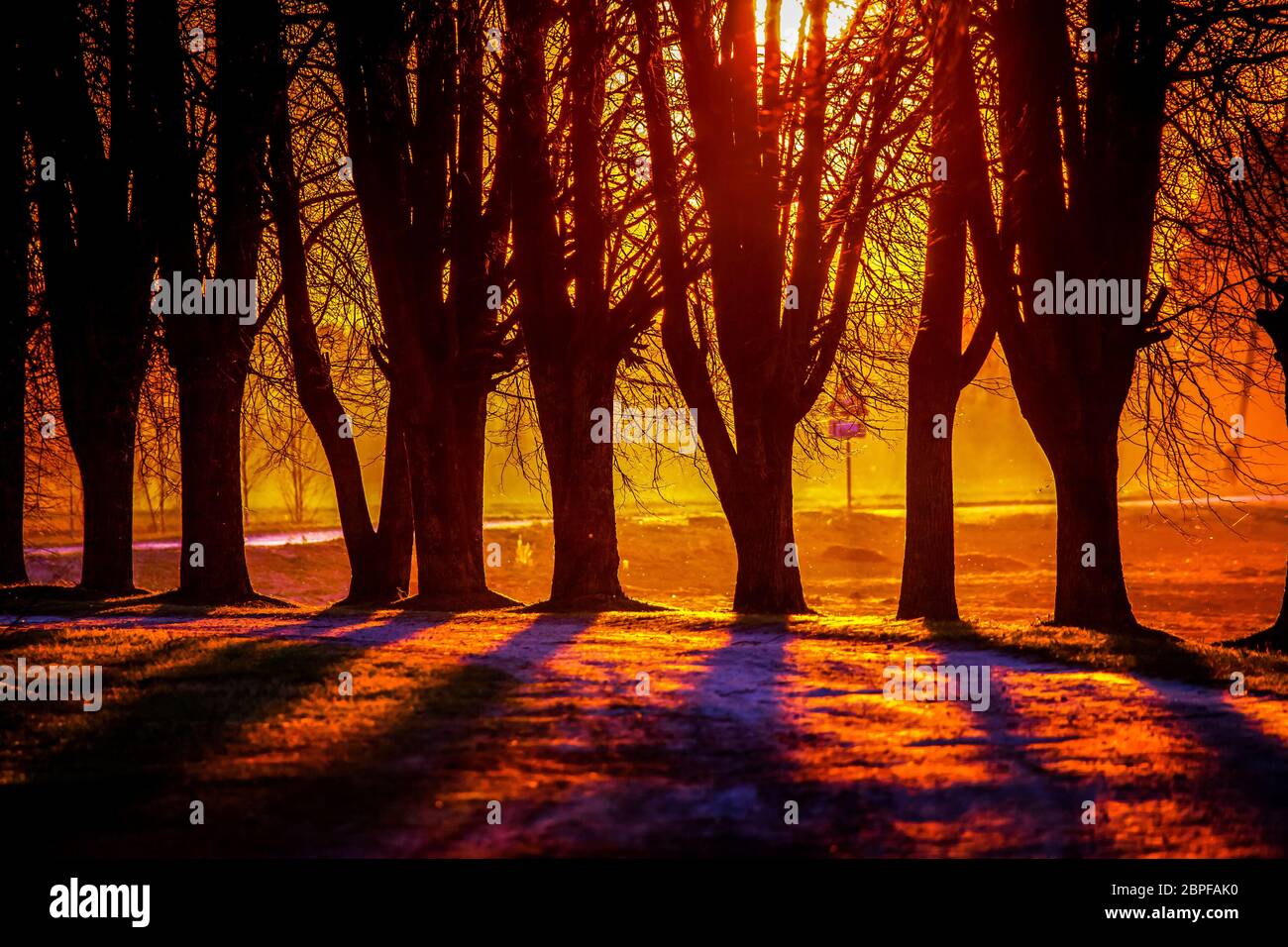 Silhouette di alberi in sunset. Alberi al tramonto. Bellissimo paesaggio di  primavera in Lettonia. Bella verticale di alberi con il tramonto del sole  twilight sfondo. Rosso Foto stock - Alamy