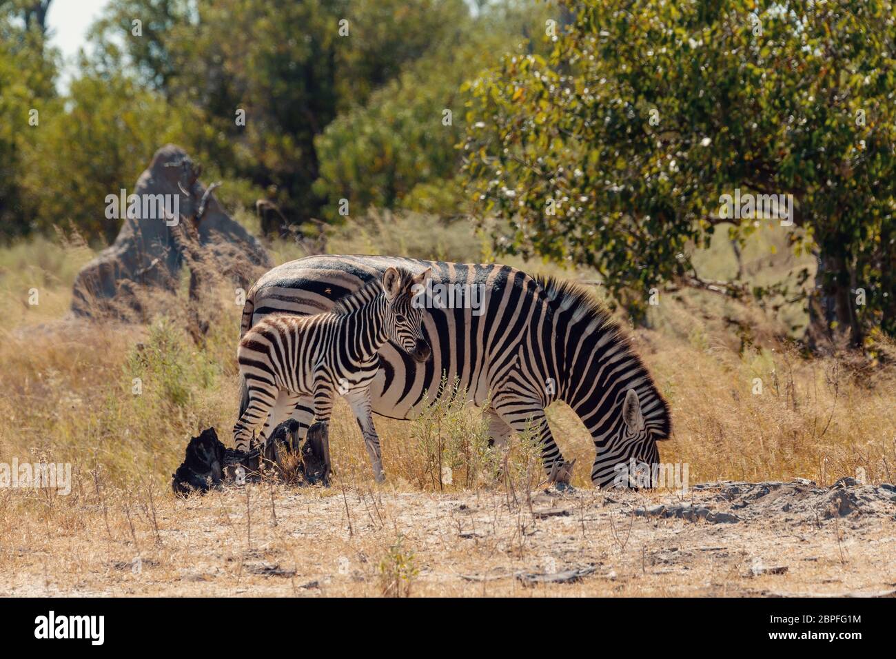 Carino zebra puledro con la madre in habitat naturale Moremi Game Reserve, verde palude dopo la stagione delle piogge. Botswana Africa wildlife safari Foto Stock
