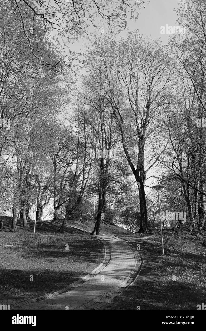 Lastricato sentiero in salita conduce attraverso gli alberi di lime a Deer Park a Tallinn in Estonia - elaborazione monocromatica Foto Stock