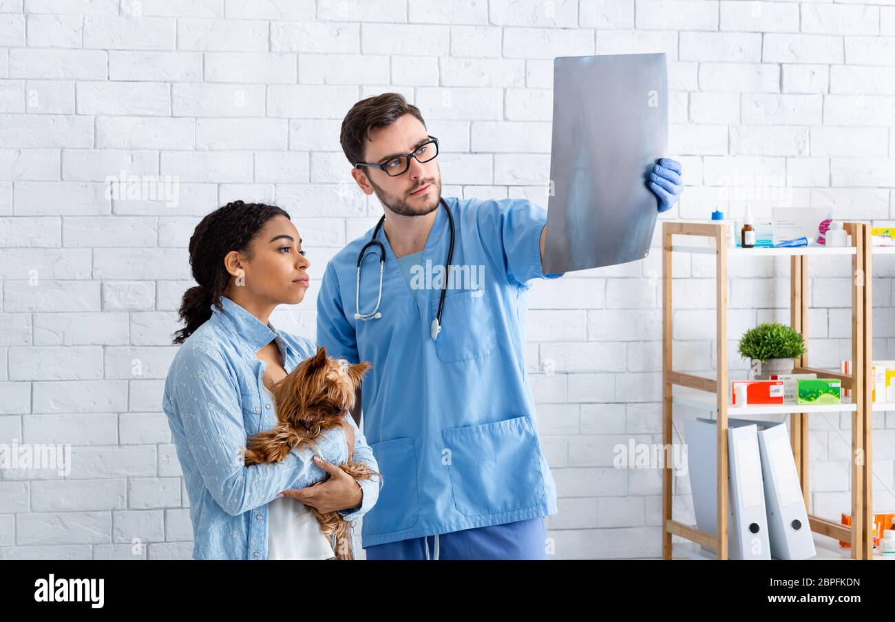 Chirurgia veterinaria e radiologia. Medico animale e cliente che esamina il radiografia del paziente in clinica Foto Stock