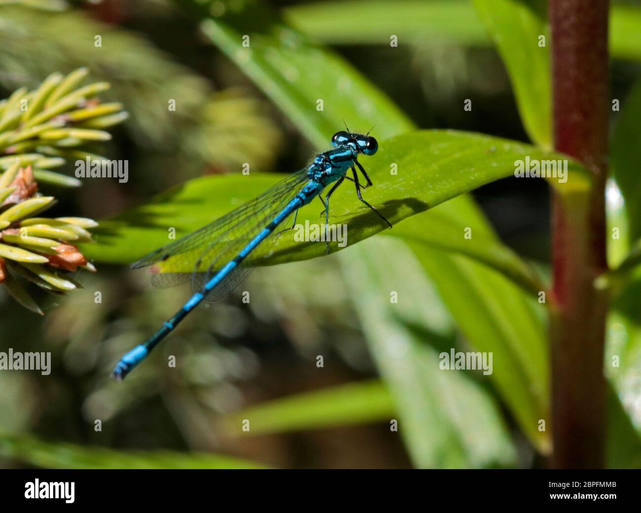 Comune Blue Damselfly (enallagma cyathigerum) maschio, UK Foto Stock