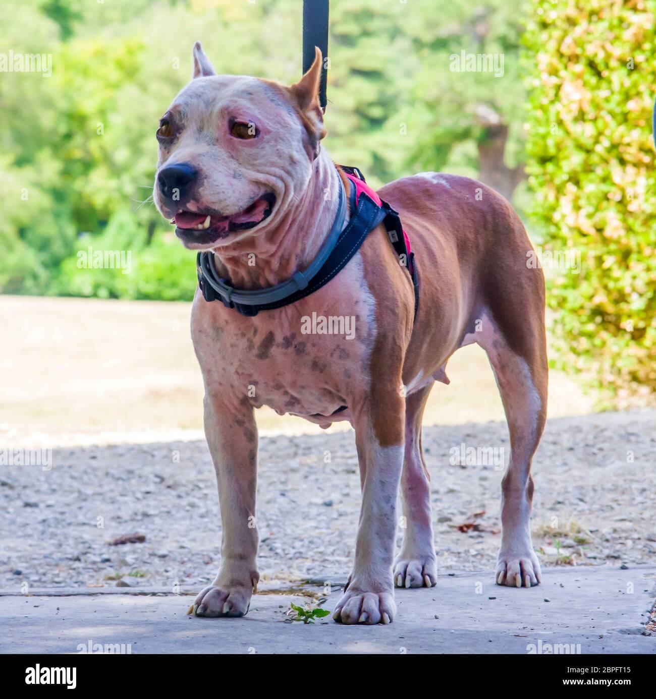 Amstaff, una bella guardia e cane da compattazione Foto Stock