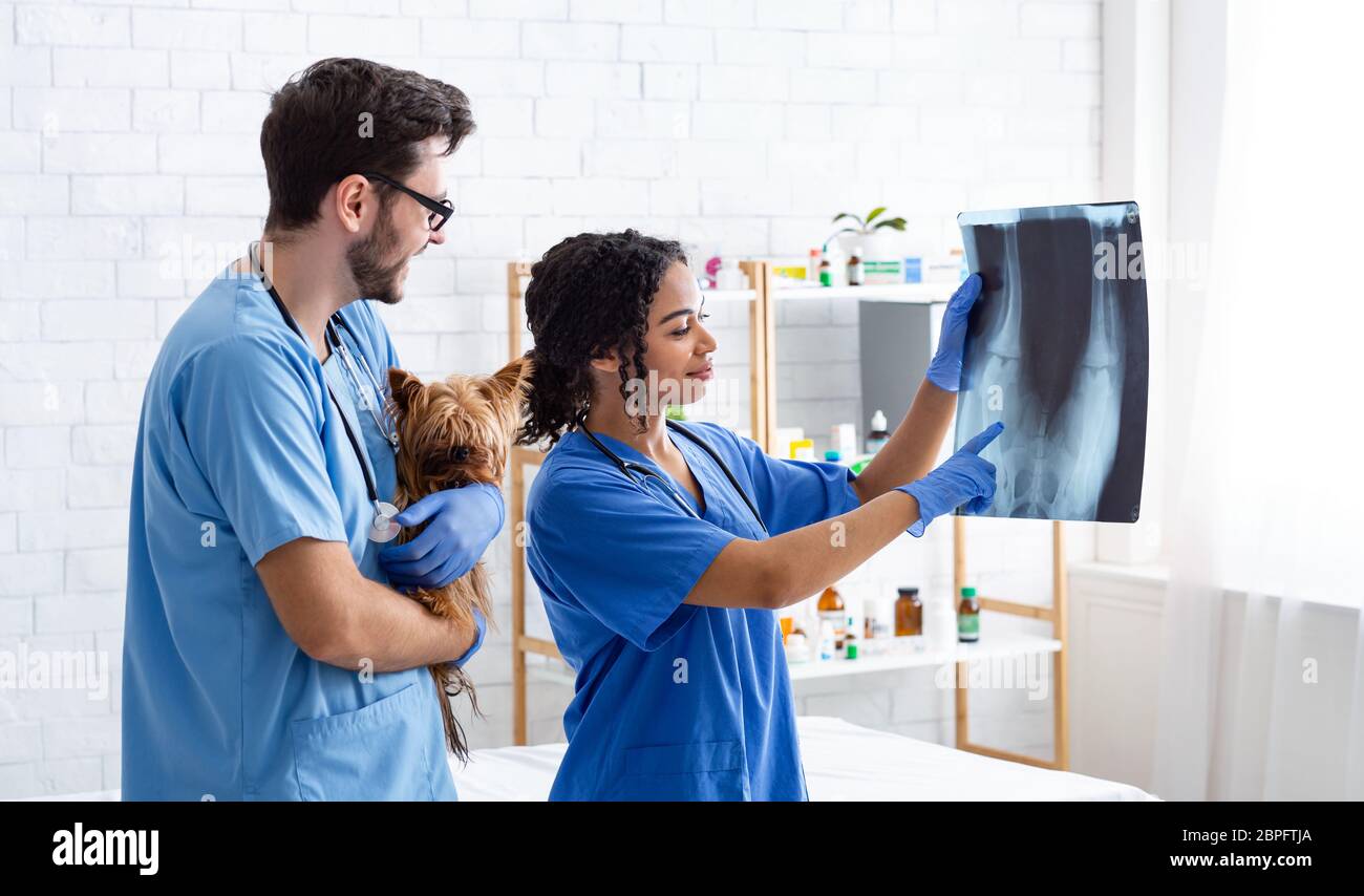 Chirurghi veterinari che leggono la radiografia mentre tengono il cane piccolo alla clinica Foto Stock