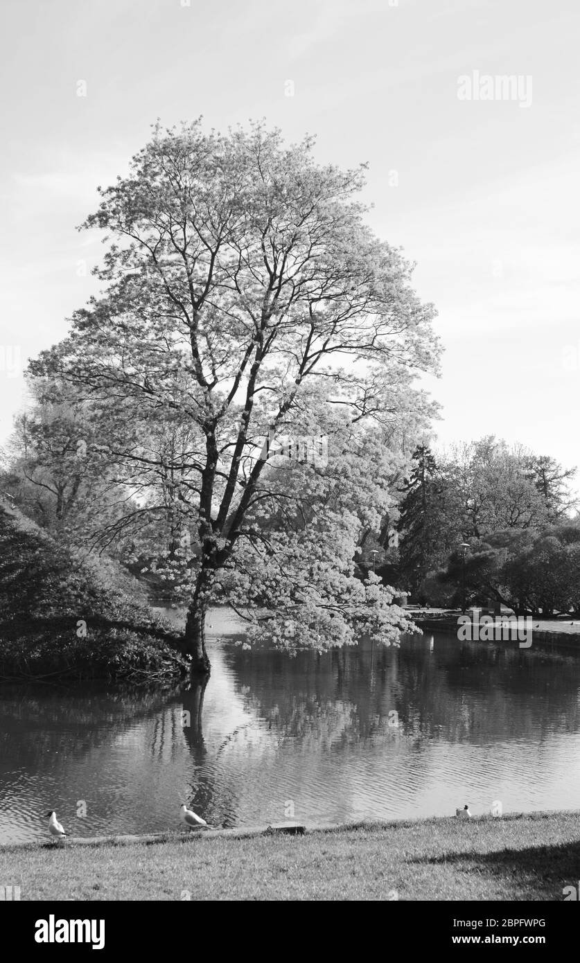 Altezza albero cresce sulla riva di uno stagno a Tallinn in Estonia. Sterne stand al bordo dell'acqua su una soleggiata giornata di primavera - elaborazione monocromatica Foto Stock