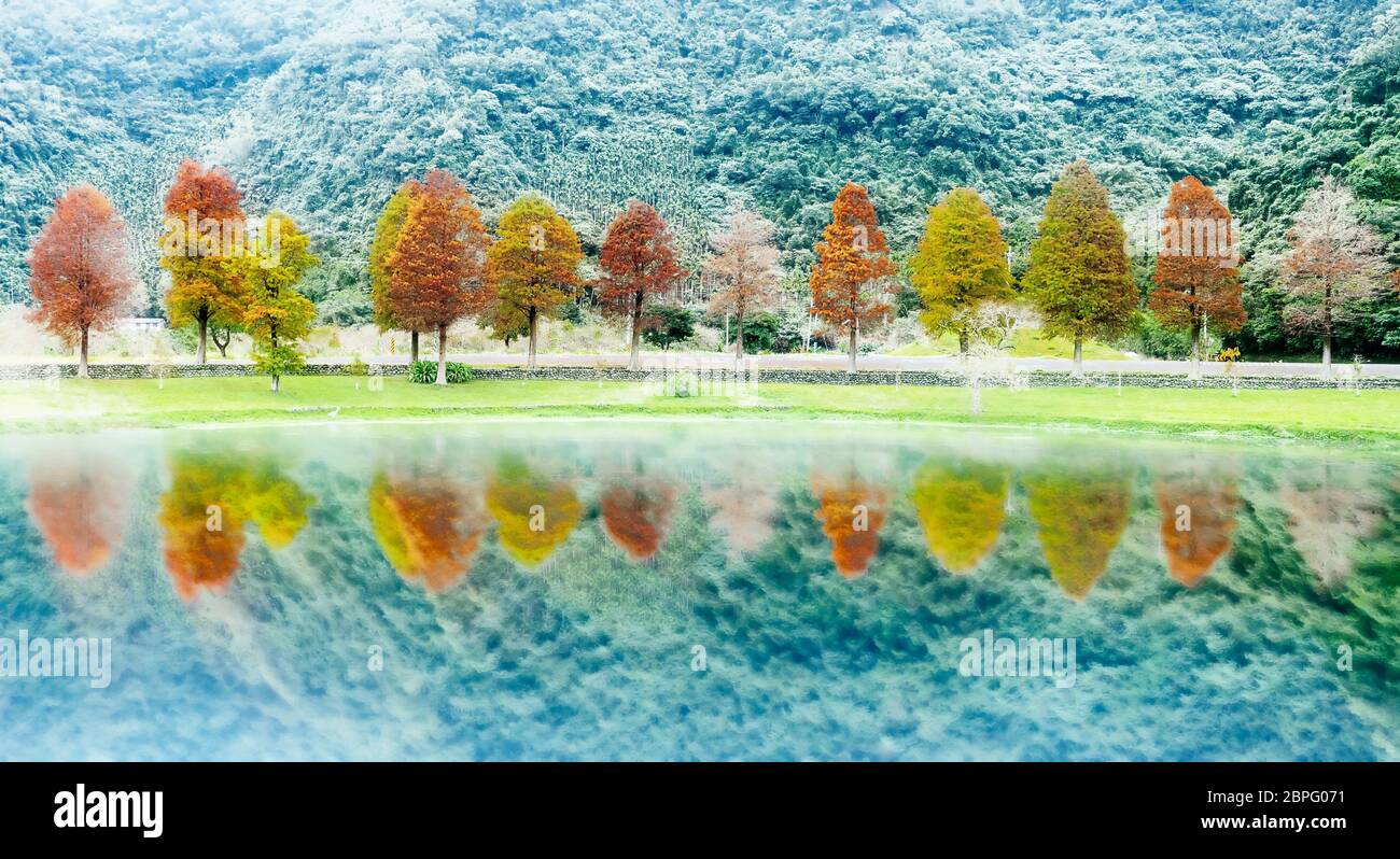 Il classico blad cypress scena di Taiwan cipresso calvo alberi riflessione, Taiwan Foto Stock