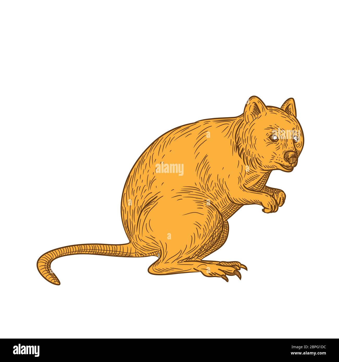 Disegno stile sketch illustrazione di un quokka, Setonix brachyurus, una piccola macropod marsupiale nativo di Western Australia su isolati backgroun bianco Foto Stock