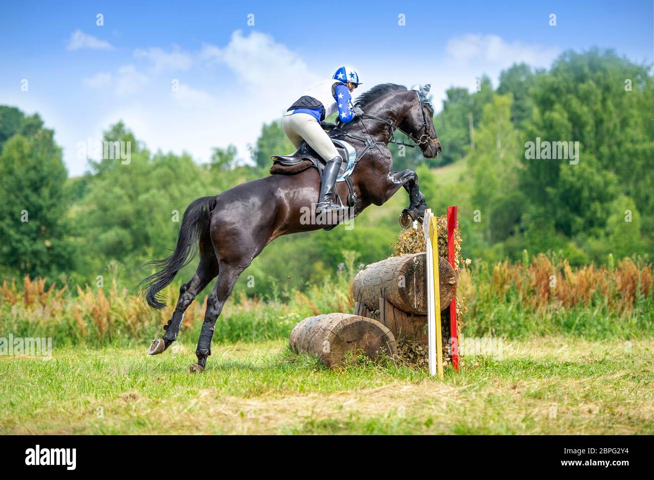 Eventing: Cavaliere equestre che salta sopra un ostacolo di recinto di brance Foto Stock