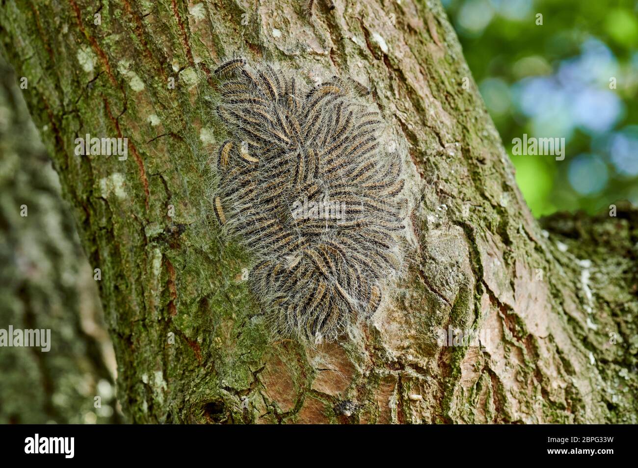 Processionea di quercia (Thaumetopea processionea), Caterpillars del processionary di quercia nel nido sul tronco di una quercia Foto Stock