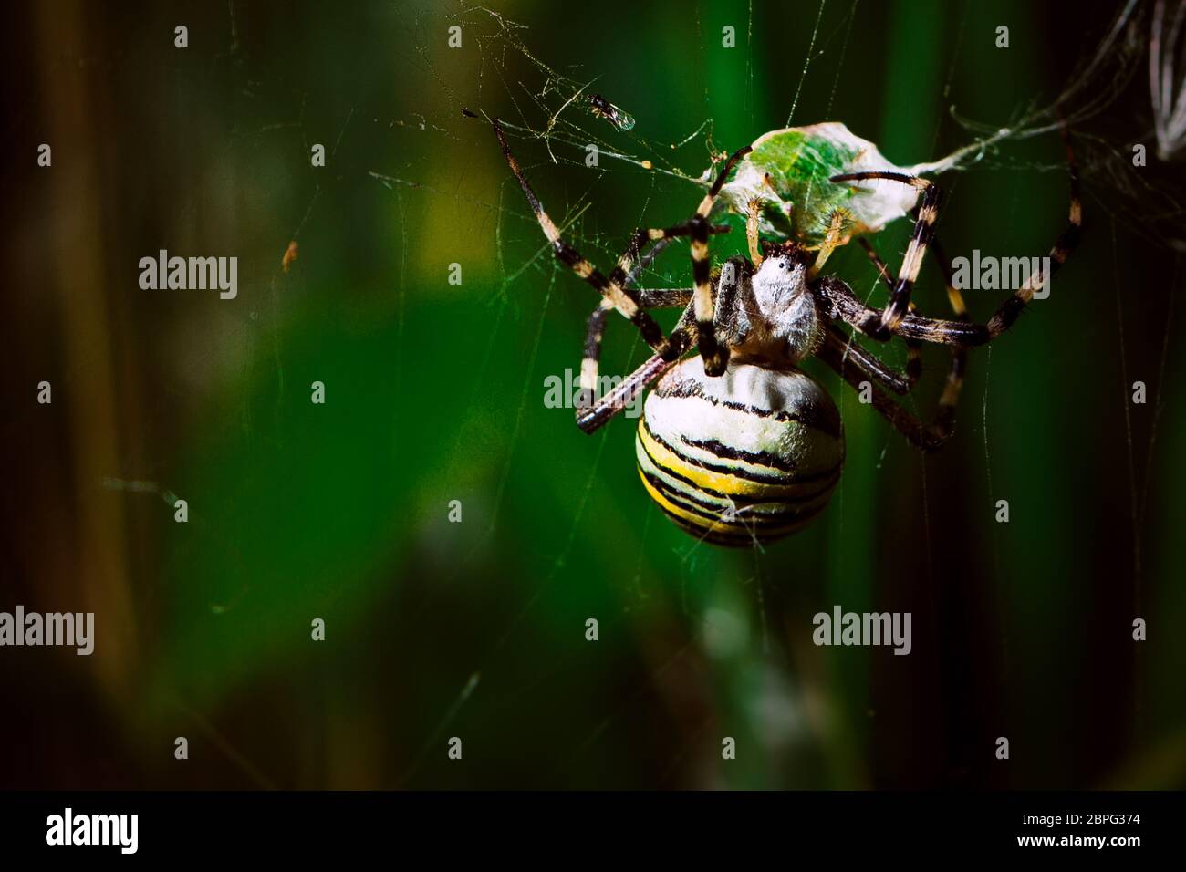 Spider stretta gamma su uno sfondo sfocato. Foto Stock