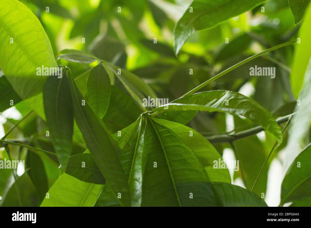 Albero di soldi Pachira aquatica con foglie in una forte ombra verde simbolo di fortuna ricchezza soldi cura albero vitalità cosmetica fresca Foto Stock