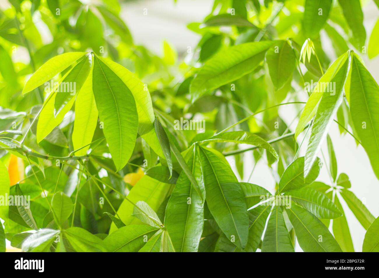 Albero di soldi Pachira aquatica con foglie in una forte ombra verde simbolo di fortuna ricchezza soldi cura albero vitalità cosmetica fresca Foto Stock