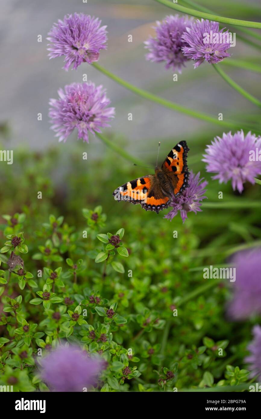 Piccola farfalla di tartaruga in un giardino di erbe Foto Stock