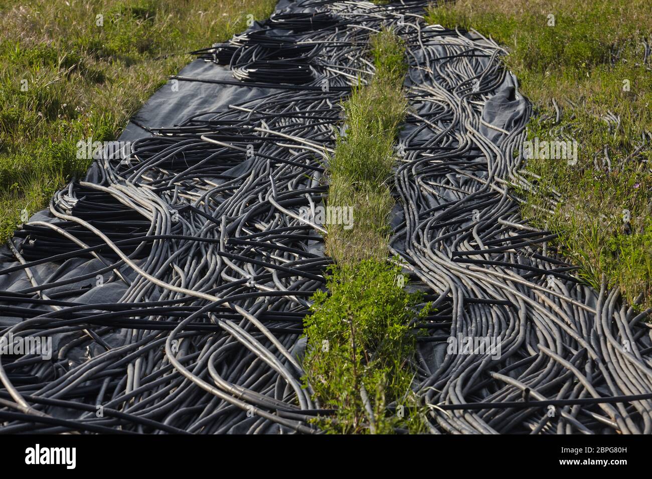tubi di irrigazione neri su campo. Foto Stock