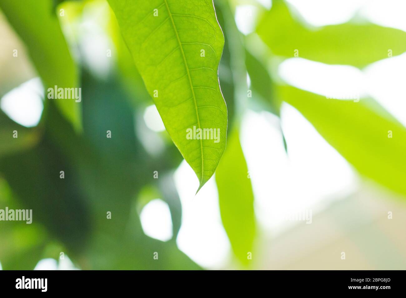Albero di soldi Pachira aquatica con foglie in una forte ombra verde simbolo di fortuna ricchezza soldi cura albero vitalità cosmetica fresca Foto Stock