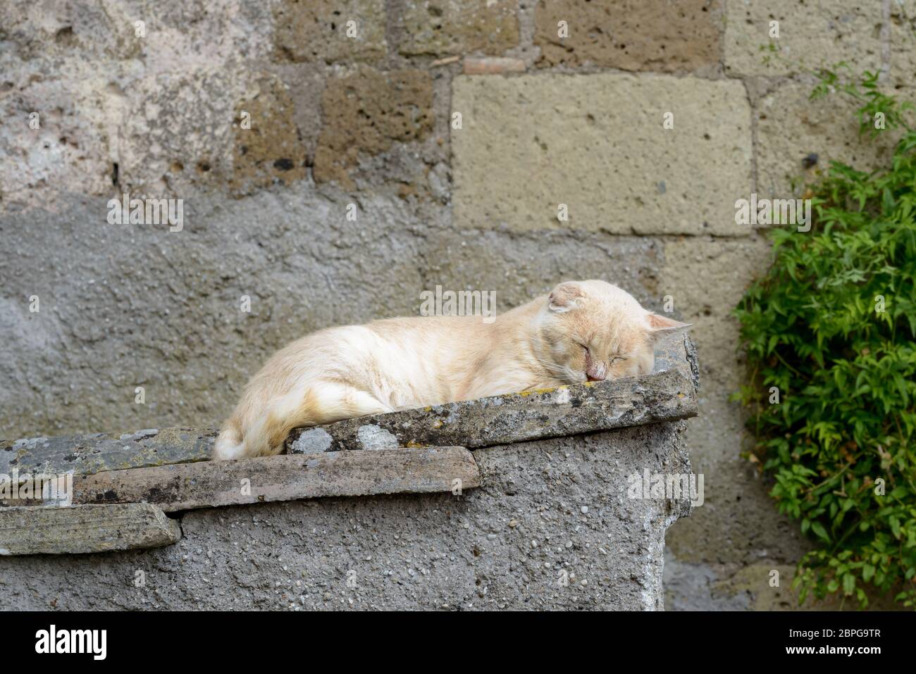 Nice big cat dormire ed in appoggio su una parete in un villaggio italiano Foto Stock