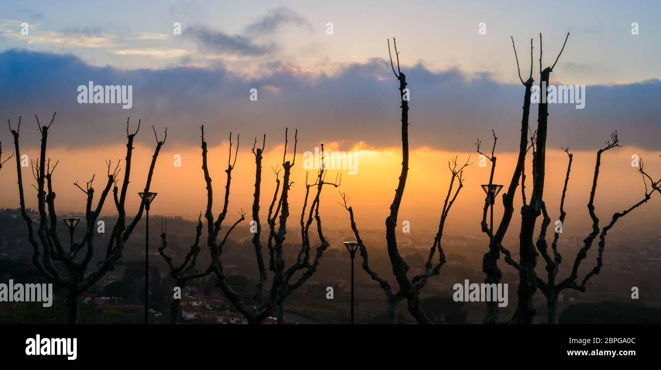 Bel tramonto con rami di albero rivolta verso l'alto Foto Stock