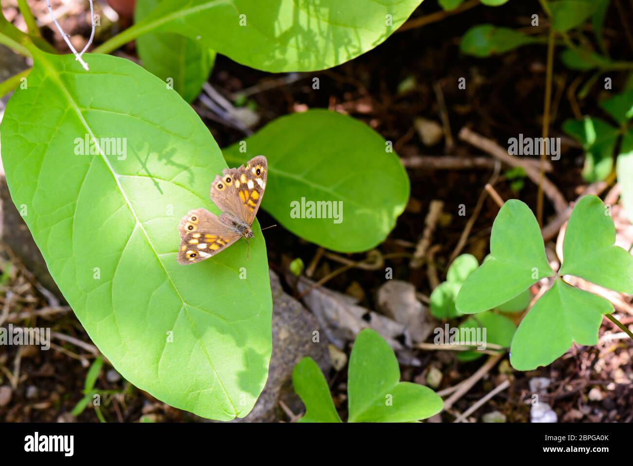 Una bella farfalla in appoggio su una foglia Foto Stock