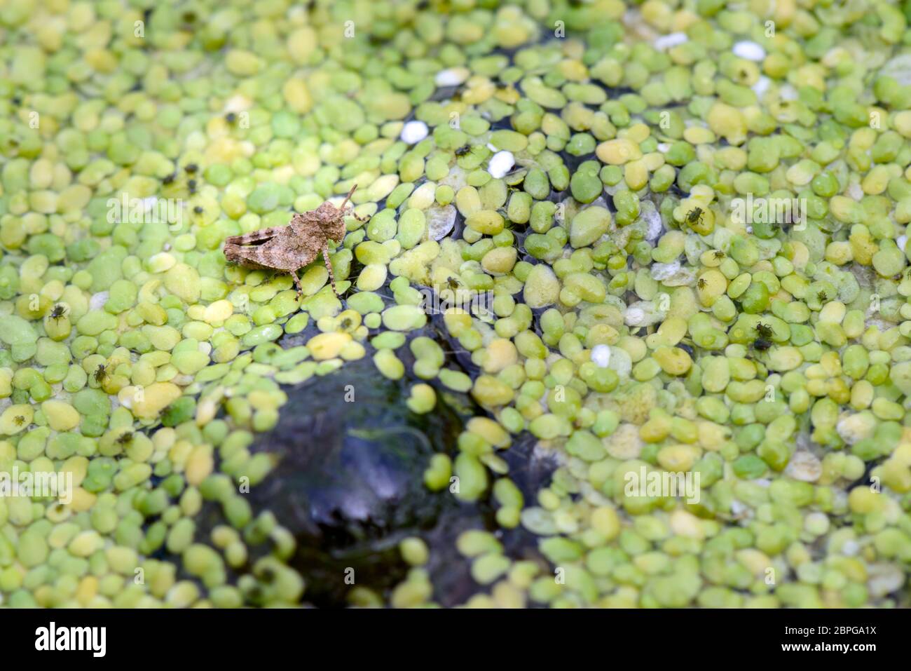 Lenti d'acqua in un trogolo di acqua con gli insetti e le piccole lumache Foto Stock