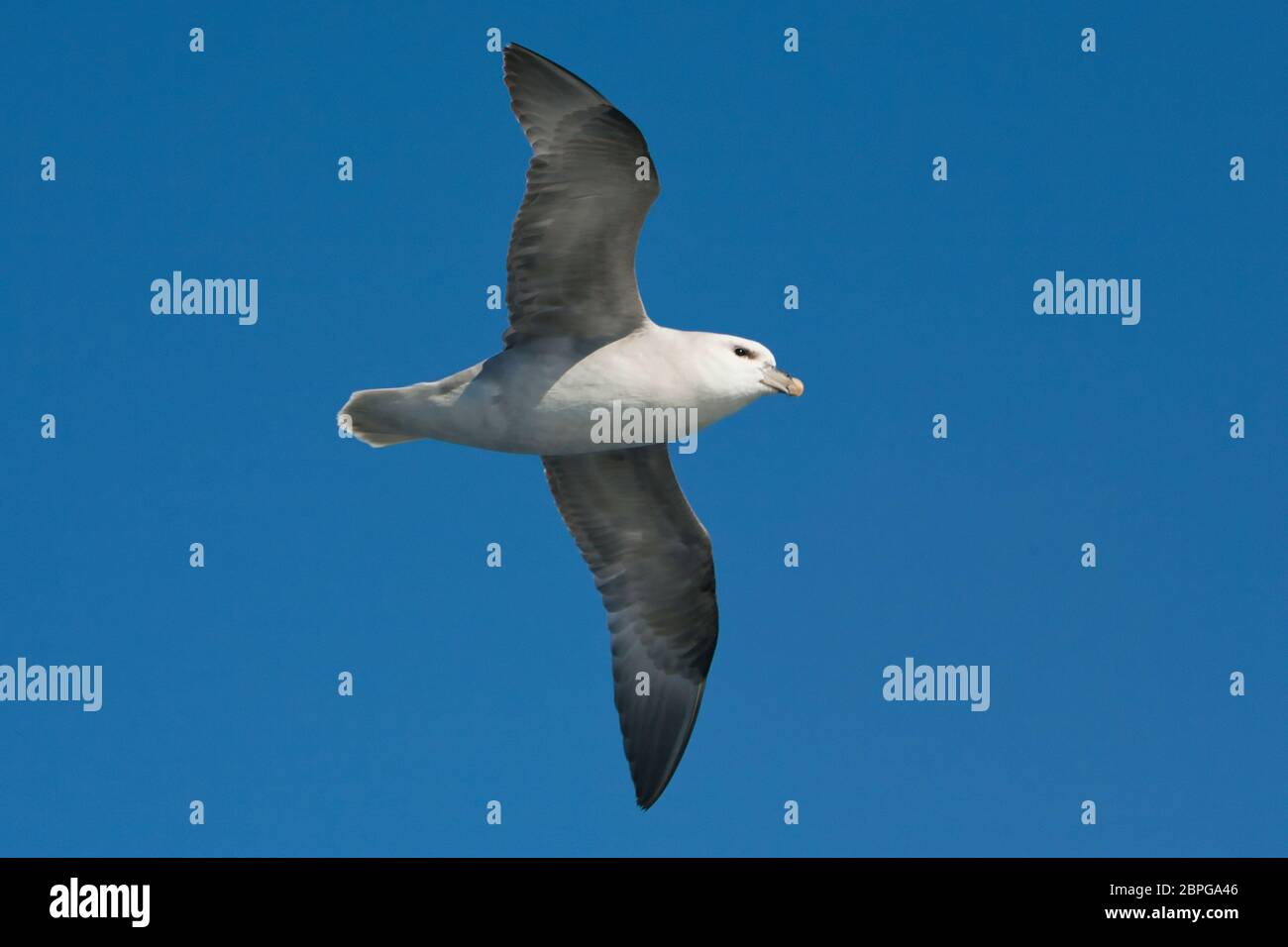 Guardando in alto un fulmar volo sulla costa occidentale della Norvegia, con cielo blu sopra Foto Stock