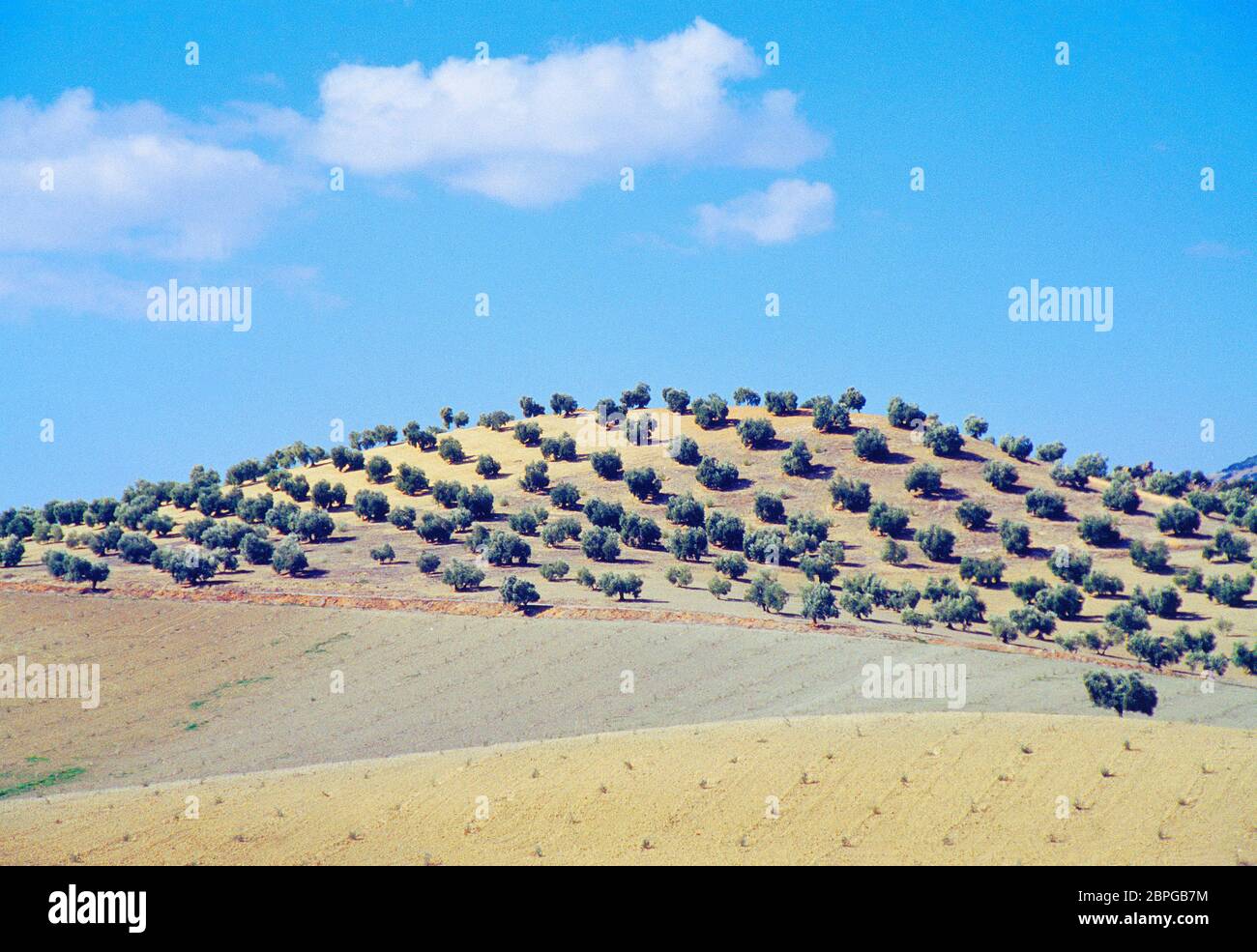 Oliveto in collina. Provincia di Jaen, Andalusia, Spagna. Foto Stock