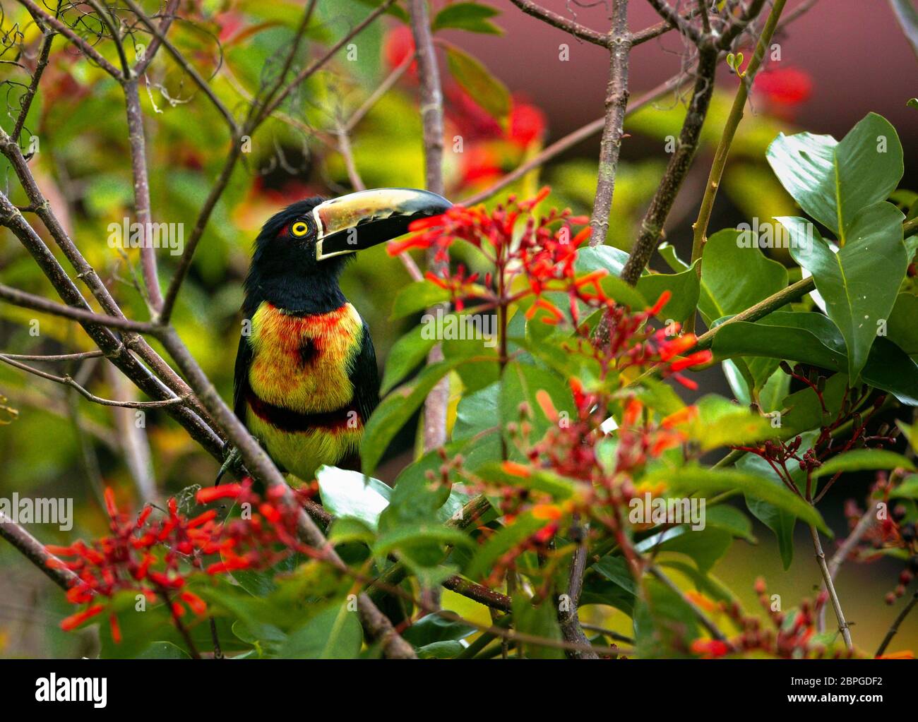 Aracari colati, Pteroglossus t. torquatus, nella foresta pluviale alla stazione di campo di Cana, parco nazionale Darien, provincia di Darien, Repubblica di Panama. Foto Stock