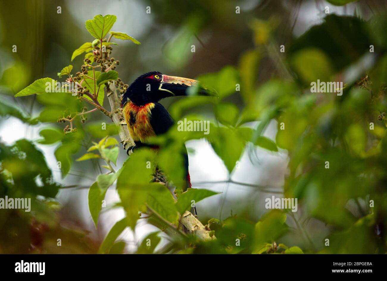 Aracari colati, Pteroglossus t. torquatus, nella foresta pluviale alla stazione di campo di Cana, parco nazionale Darien, provincia di Darien, Repubblica di Panama. Foto Stock