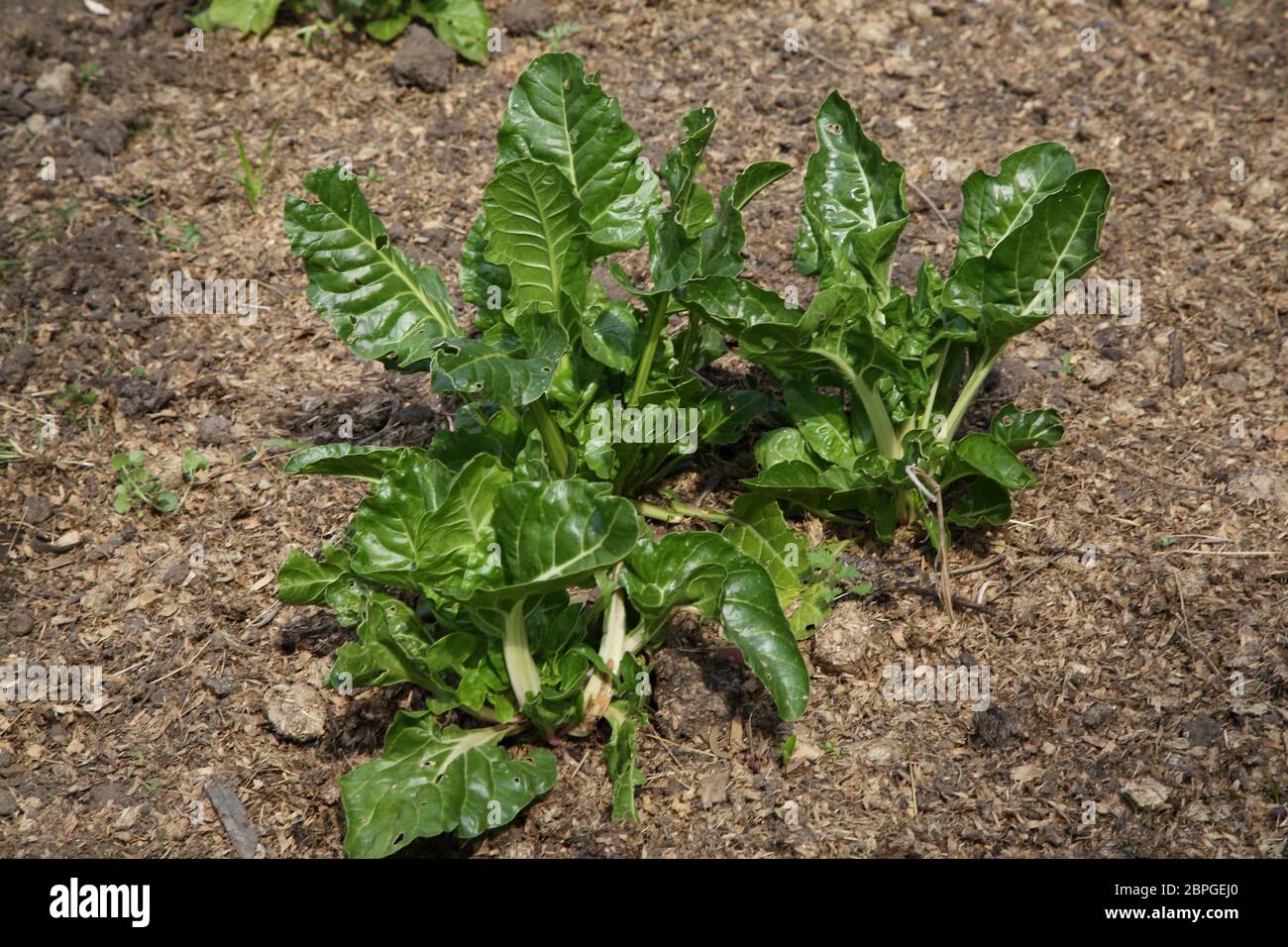 White Swiss Chard 'Fordhook Giant' (Beta vulgaris) Foto Stock